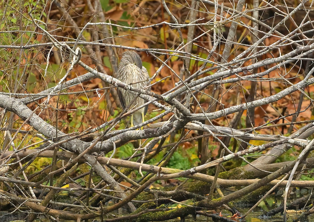 Black-crowned Night Heron - ML610841671