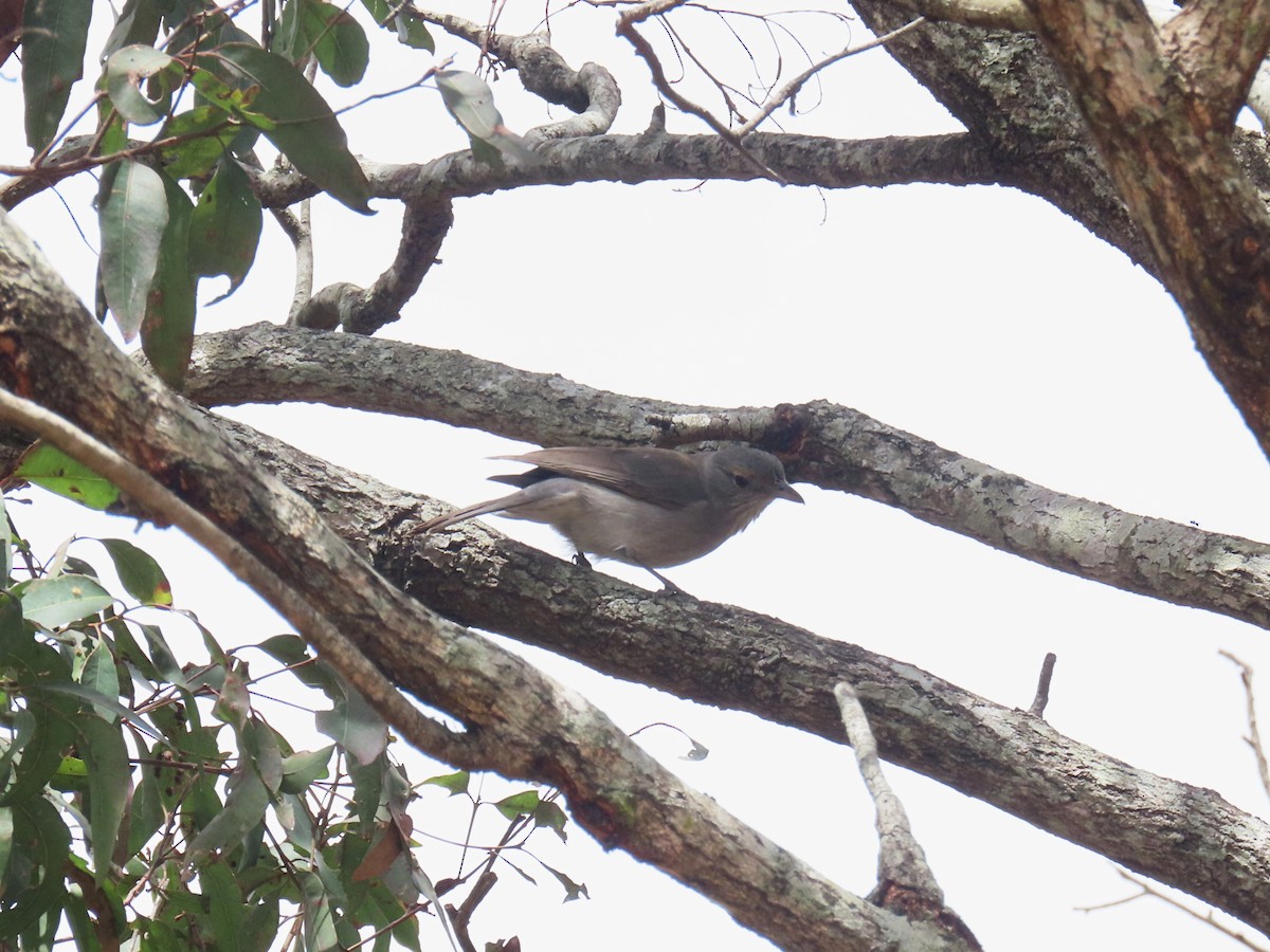 Gray Shrikethrush - Alan Morris