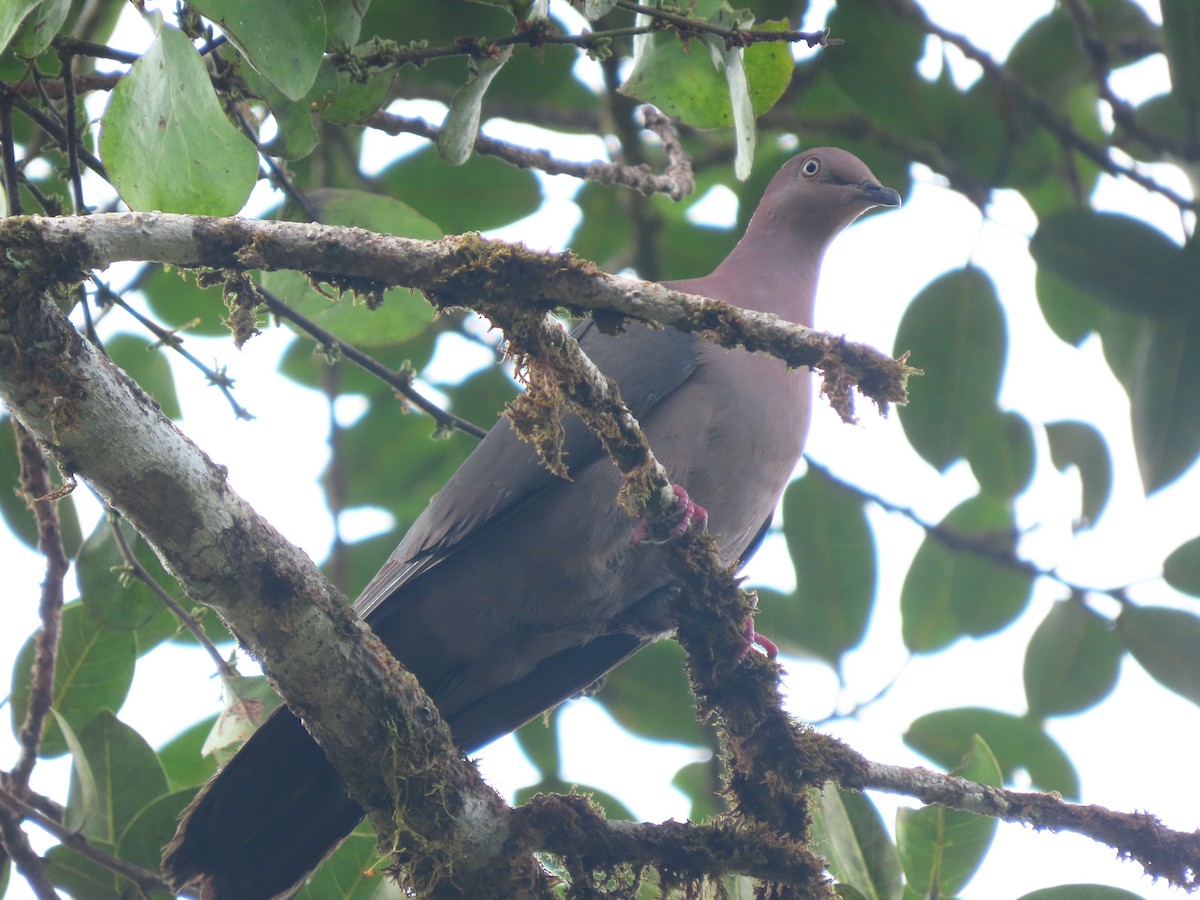 Pigeon plombé - ML610841698