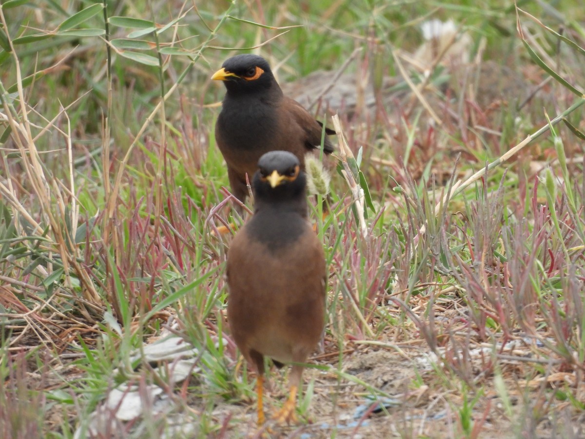 Common Myna - ML610841700