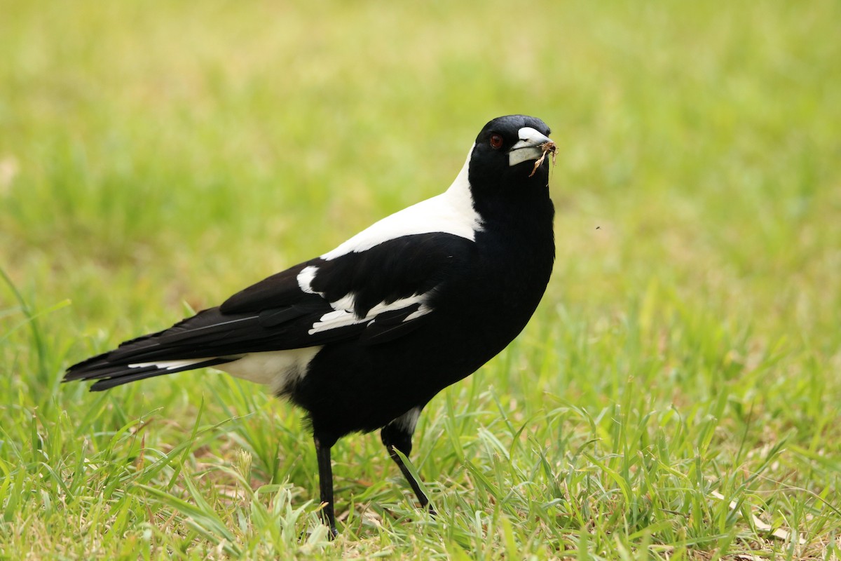 Australian Magpie - ML610841707