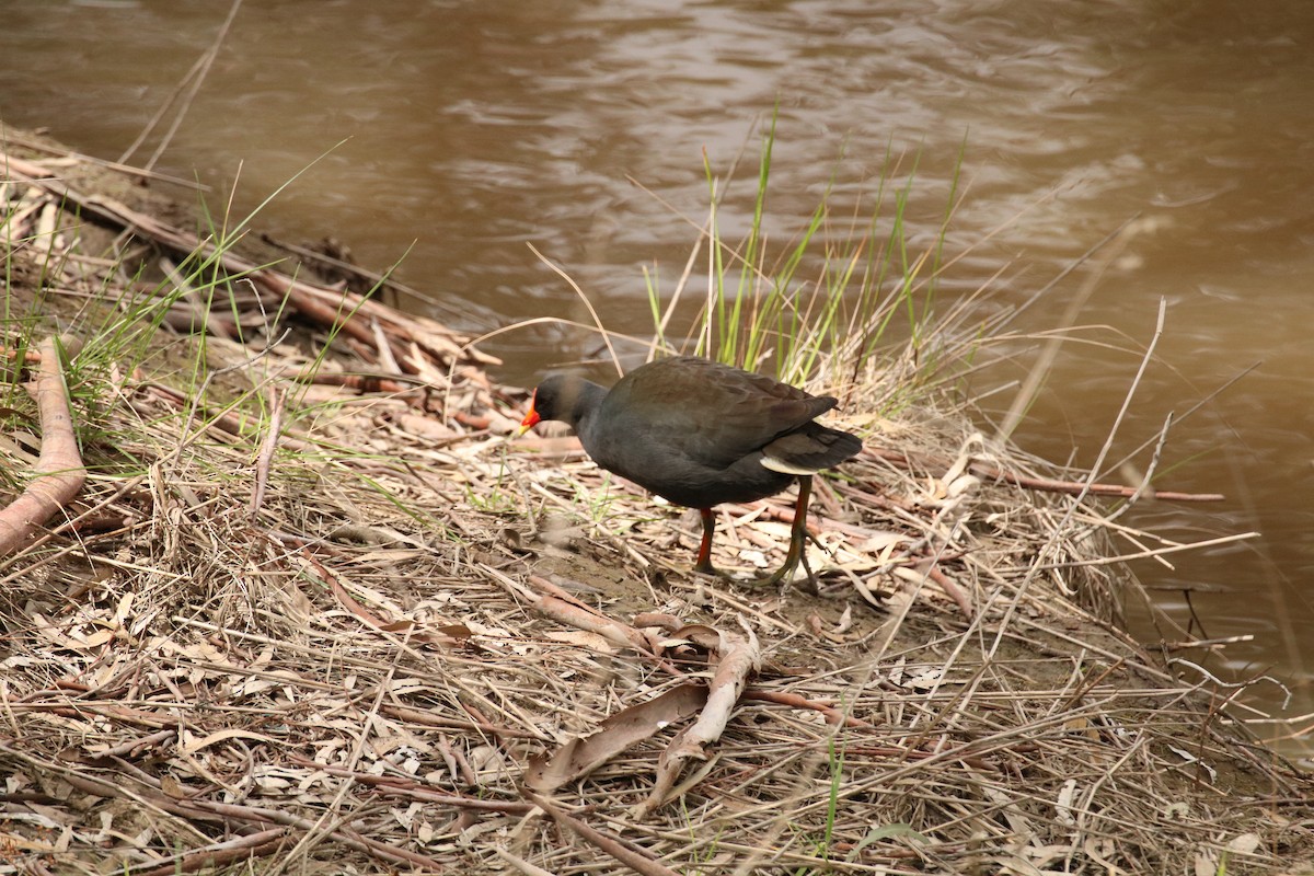 Gallineta Enlutada - ML610841726