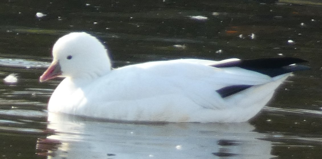 Ross's Goose - ML610841810
