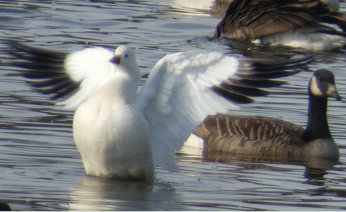 Ross's Goose - ML610841811