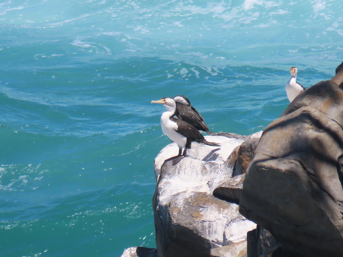 Pied Cormorant - ML610841938