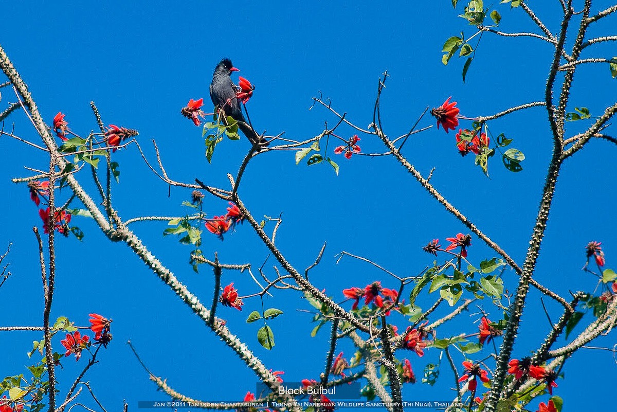 Black Bulbul (Black) - Tanakorn Chantasuban