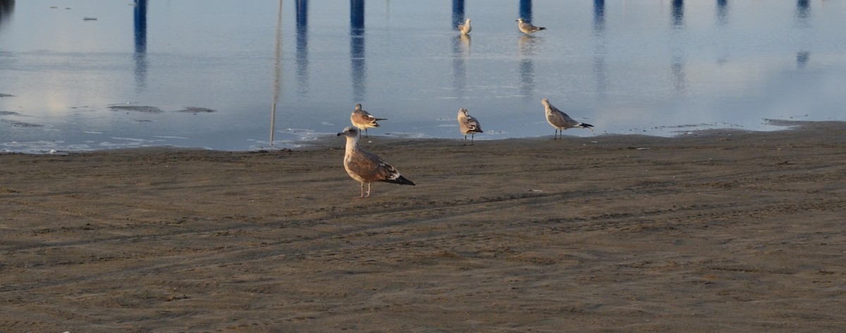 Gaviota Argéntea - ML610842032