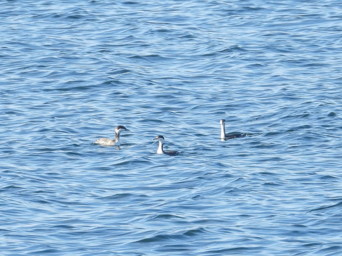 Horned Grebe - ML610842156