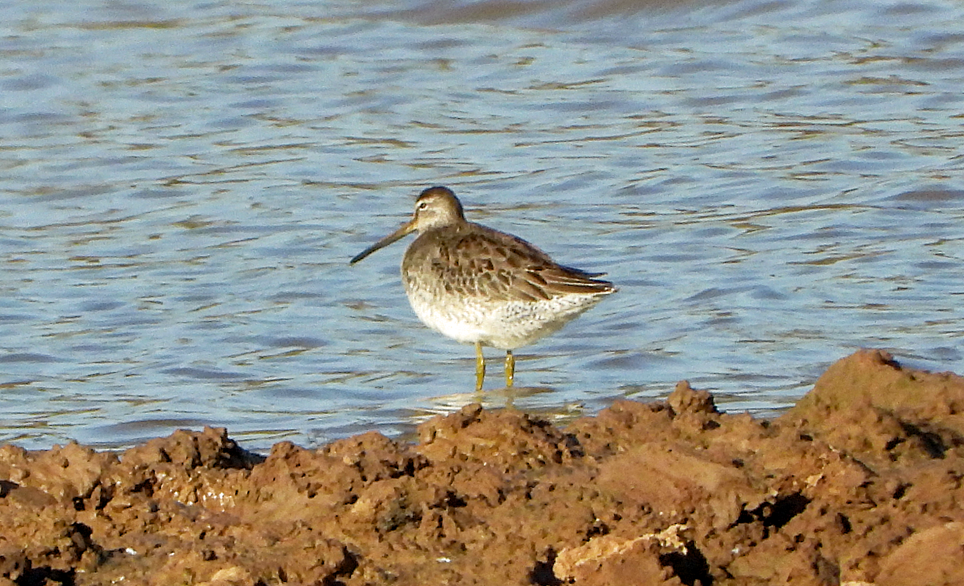 Long-billed Dowitcher - Rickey Shive