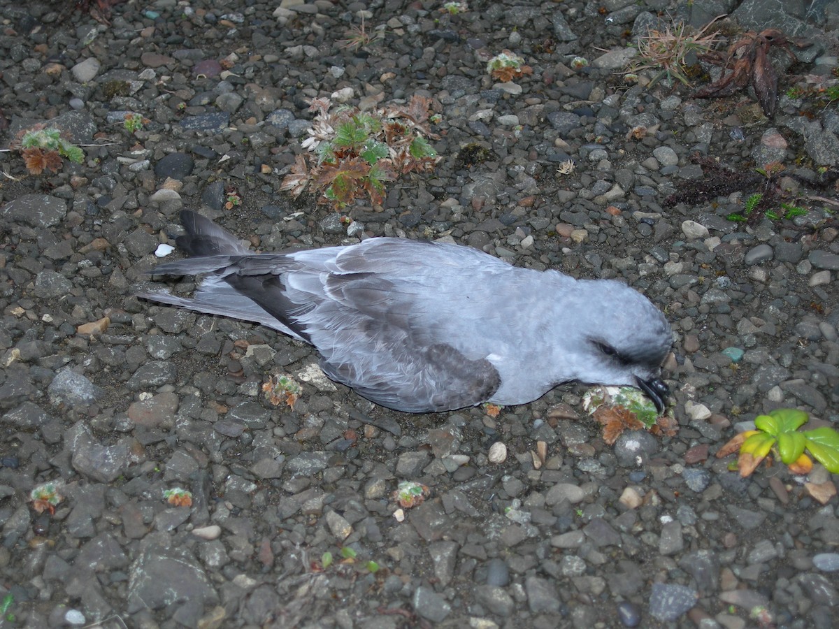 Fork-tailed Storm-Petrel - ML610842285