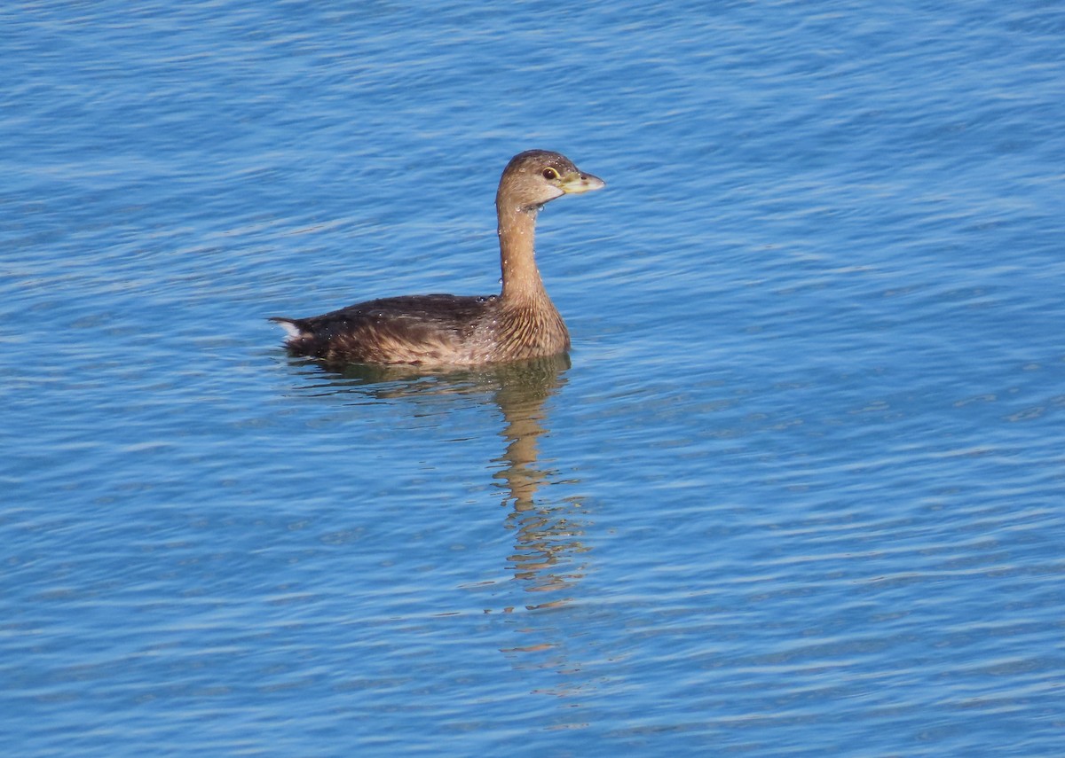 Pied-billed Grebe - ML610842332