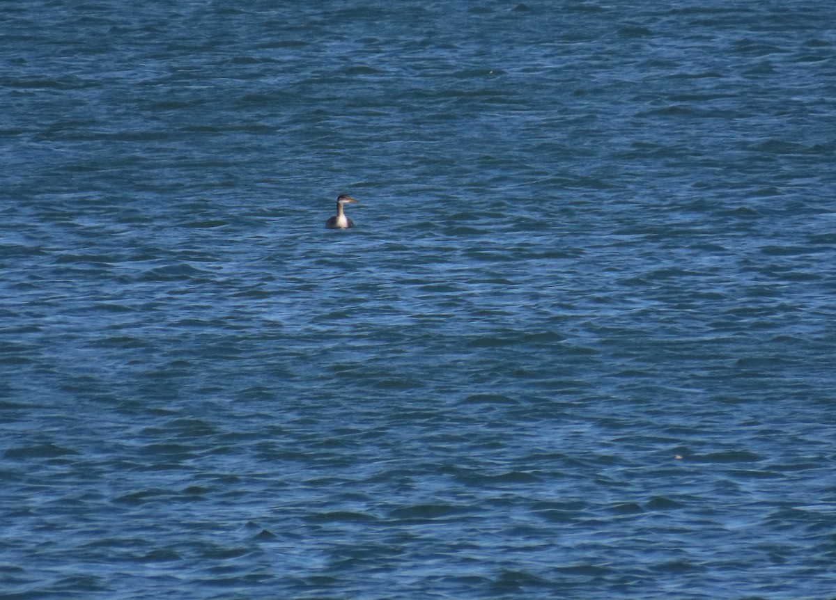 Red-necked Grebe - ML610842340