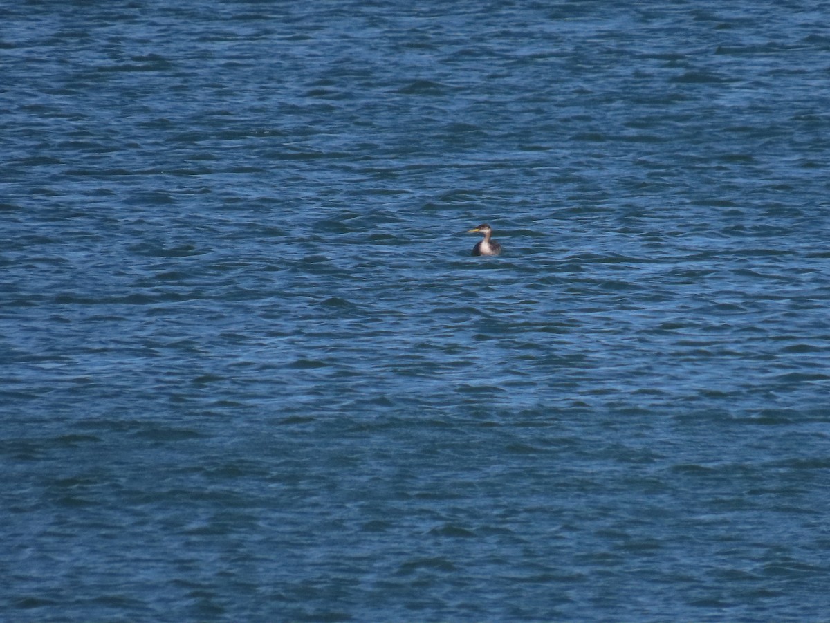 Red-necked Grebe - ML610842341