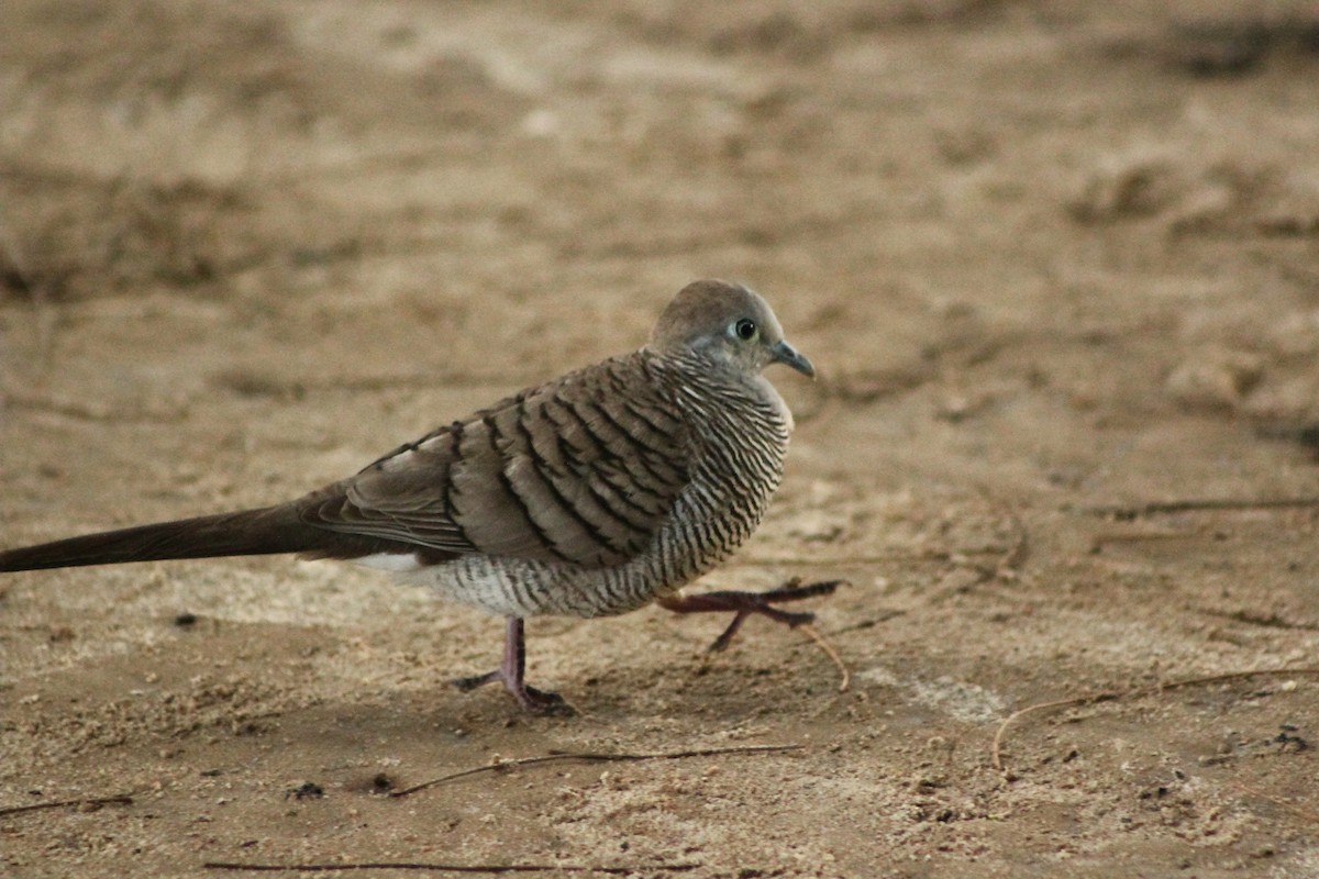 Zebra Dove - varun tipnis