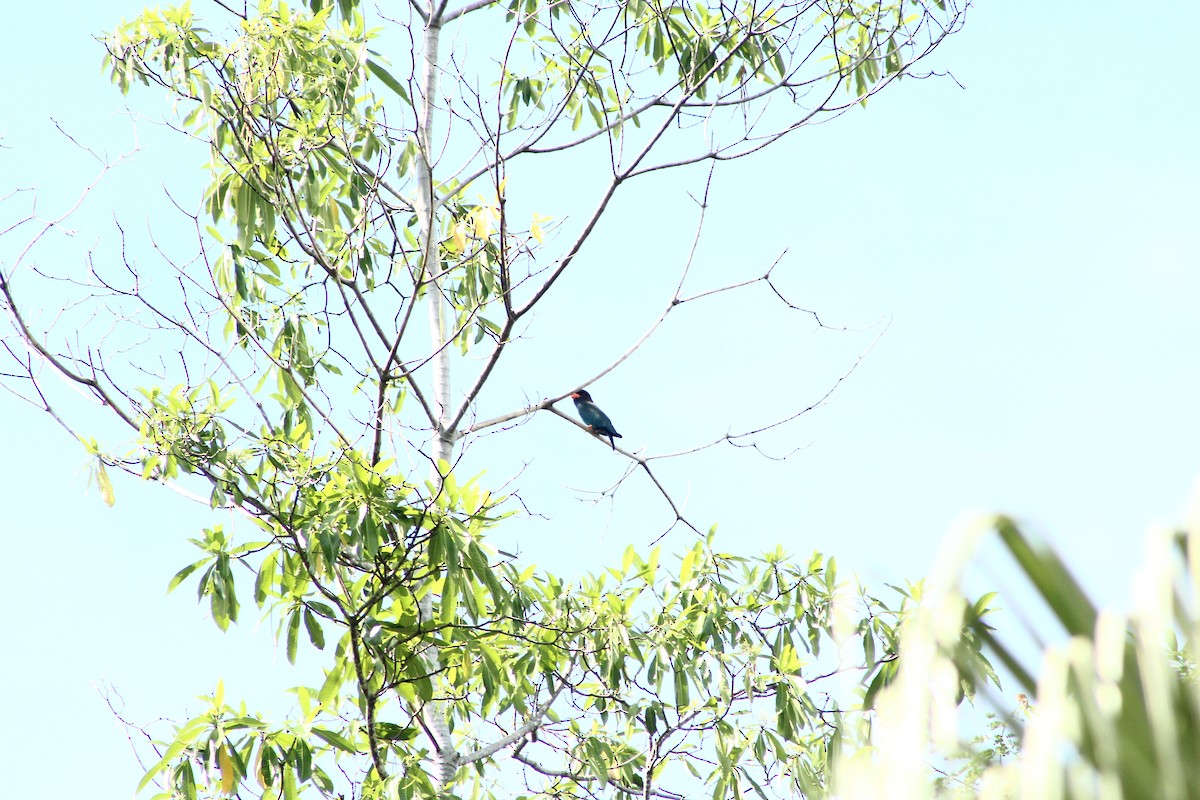 Dollarbird - ML610842376