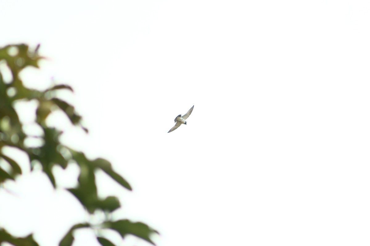 White-breasted Woodswallow - varun tipnis