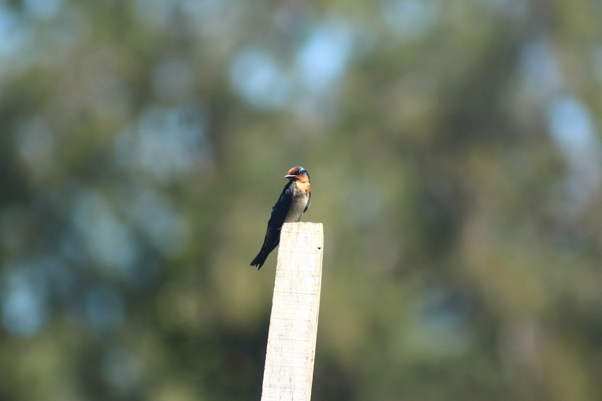 Golondrina del Pacífico - ML610842409