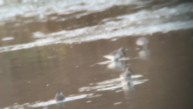 Чернозобик - ML610842434