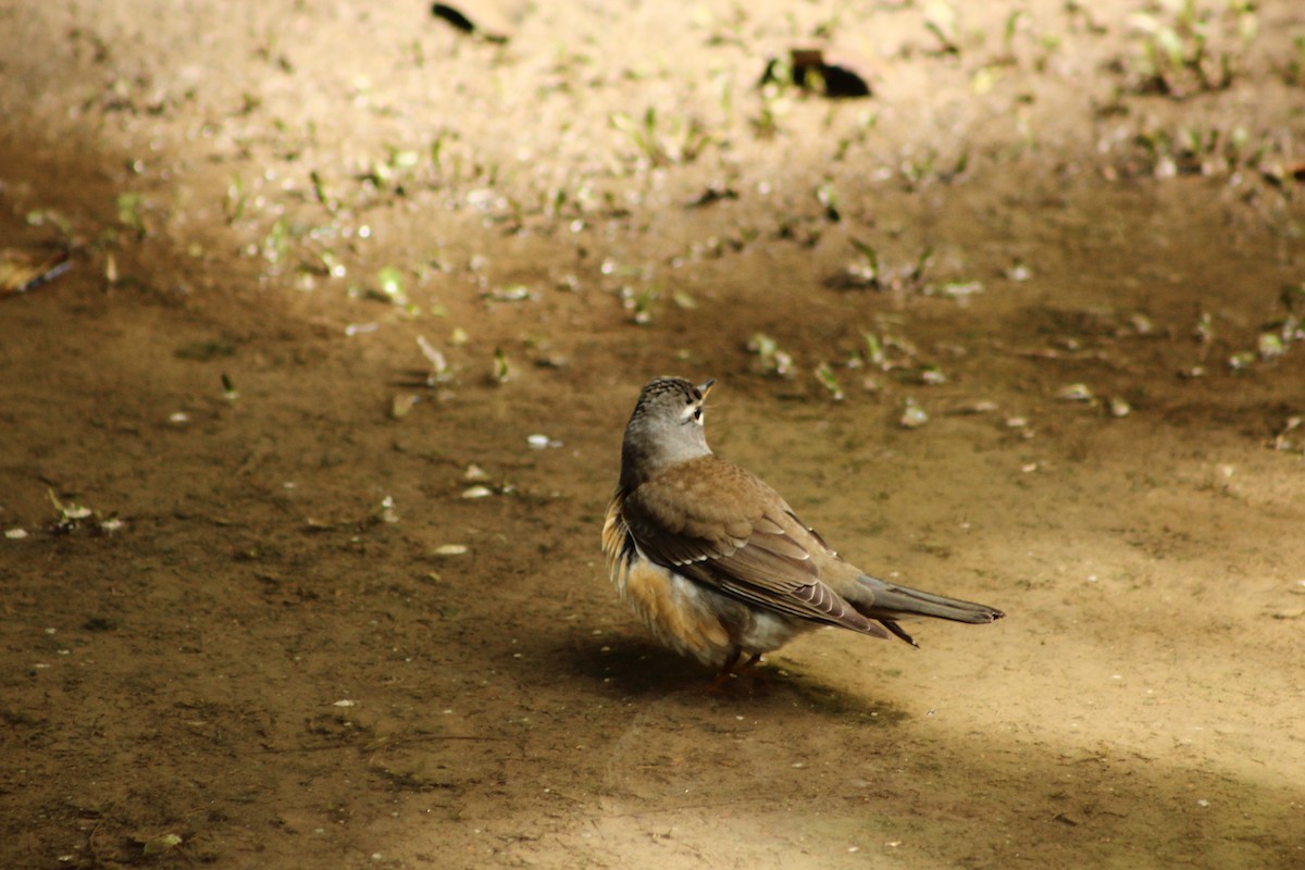 Eyebrowed Thrush - ML610842442