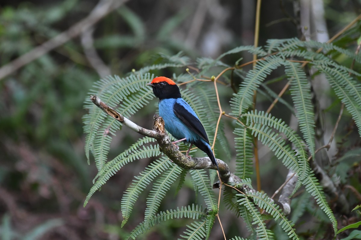 Swallow-tailed Manakin - Marco Silva