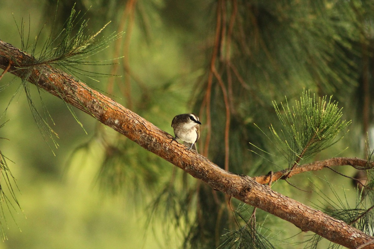 Yellow-vented Bulbul - varun tipnis