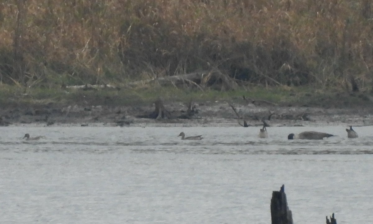 Northern Pintail - ML610842520