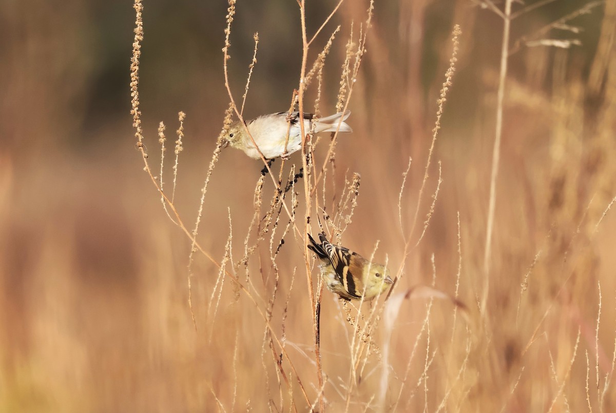 American Goldfinch - ML610842627