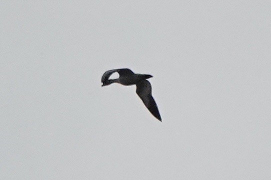 Snow Goose - ML610842659