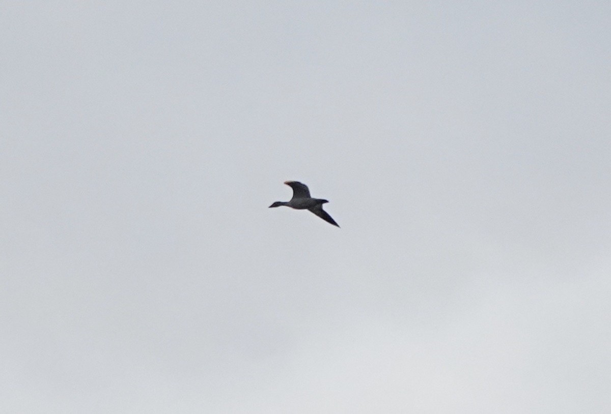 Snow Goose - ML610842660