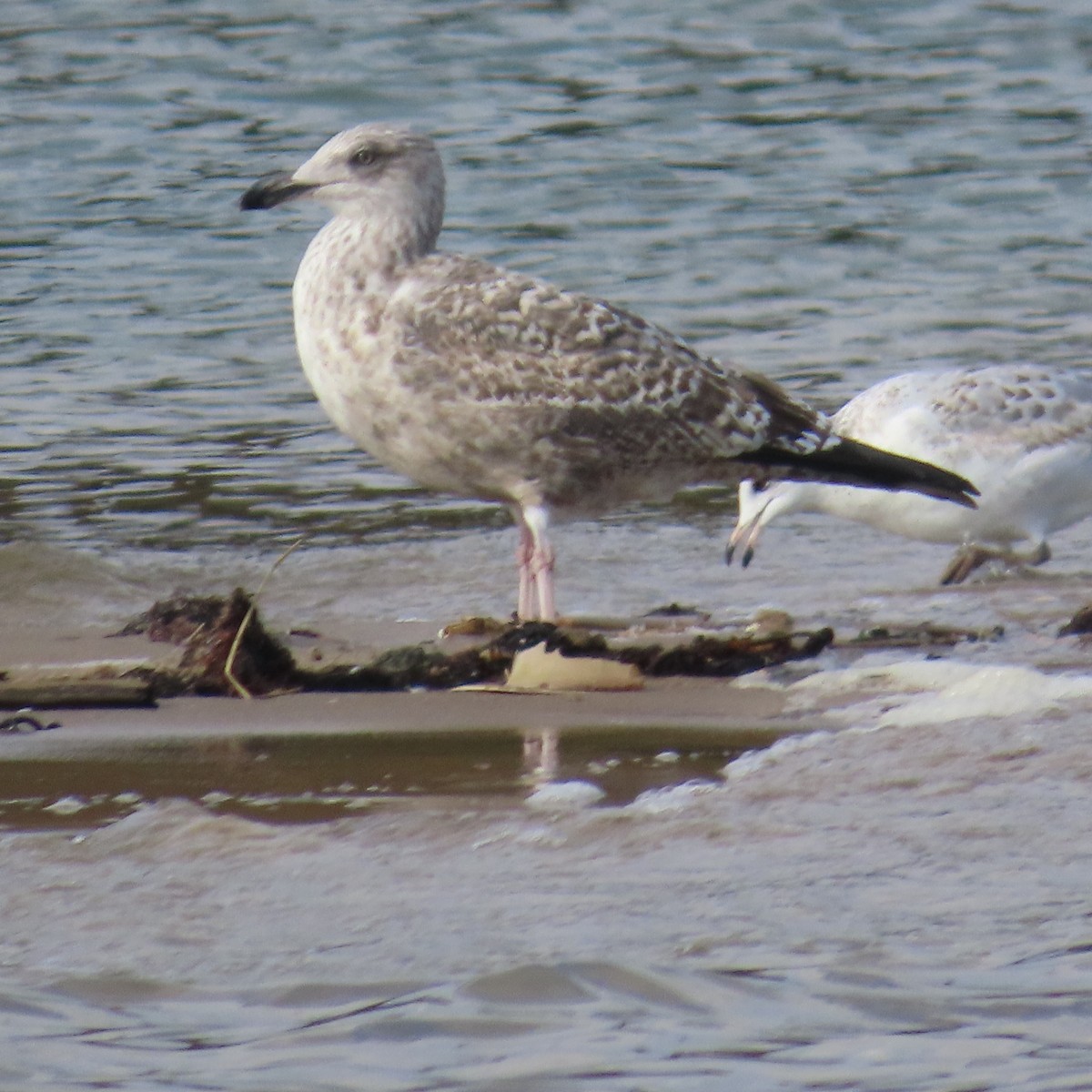 Larus sp. - ML610842670