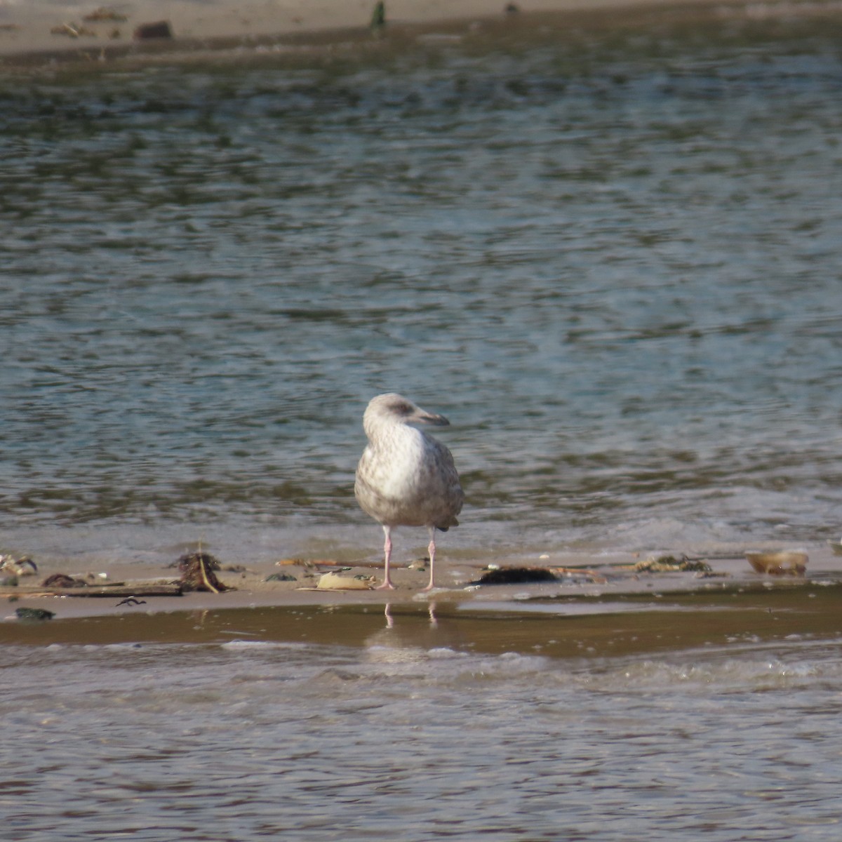 Larus sp. - ML610842675