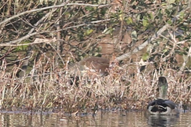 Gallinule d'Amérique - ML610842683