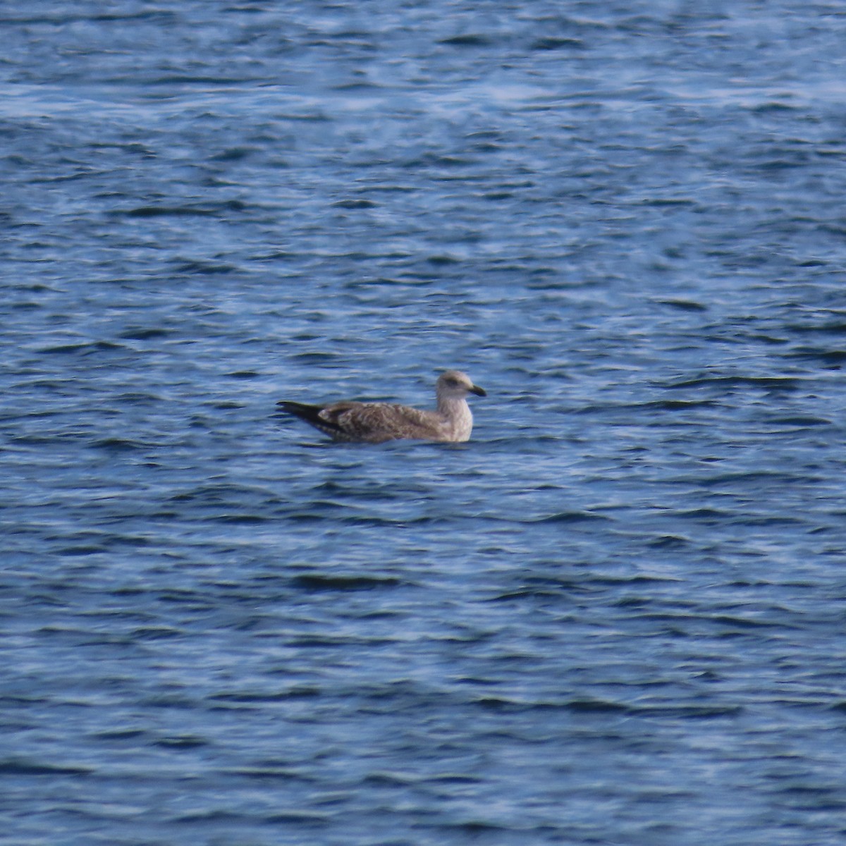 Larus sp. - ML610842689