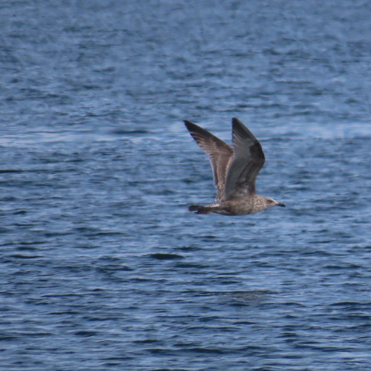 Larus sp. - ML610842694