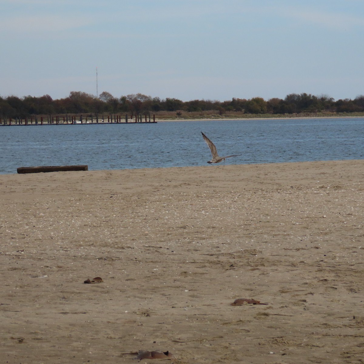 Larus sp. - ML610842699