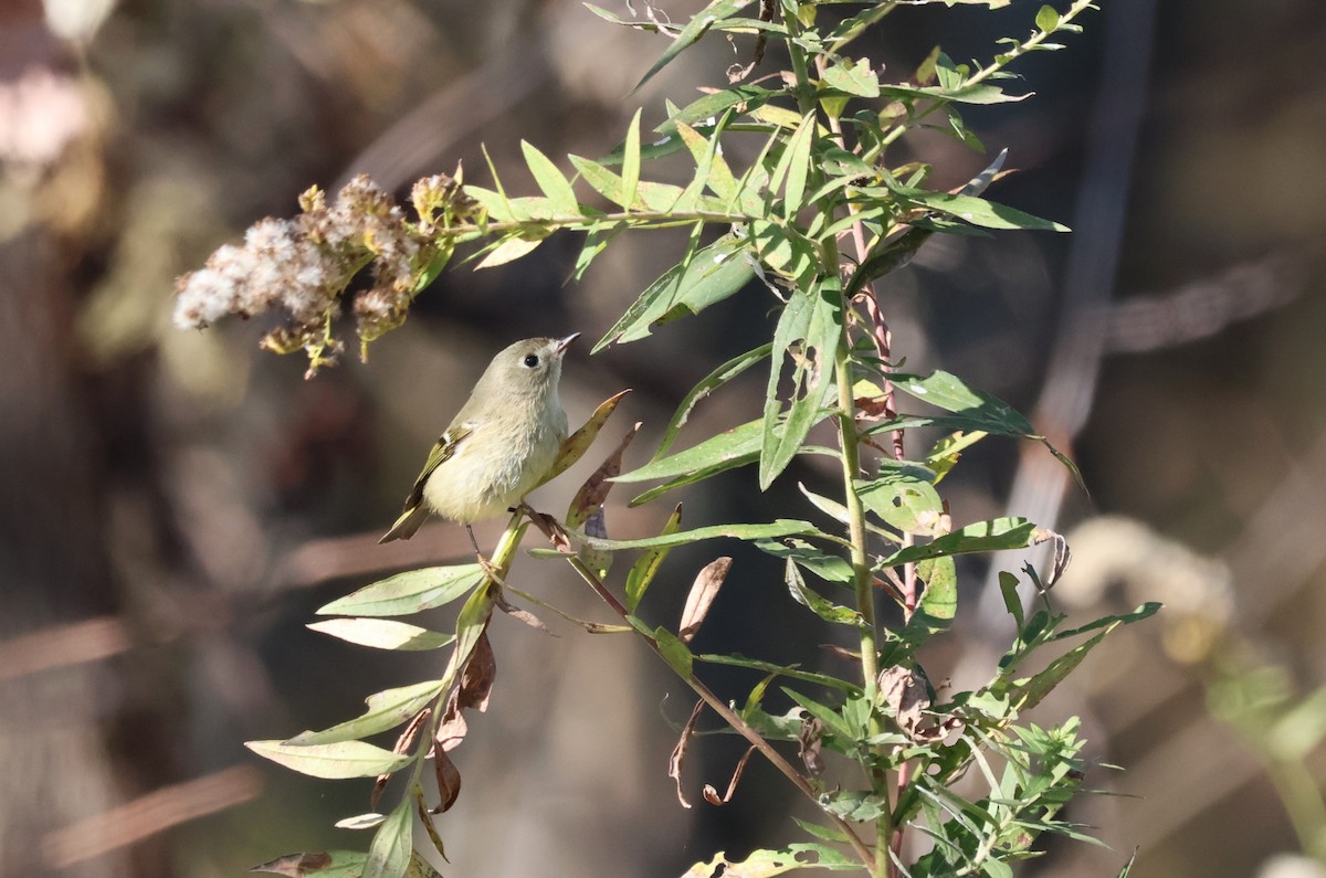 Ruby-crowned Kinglet - Tricia Vesely