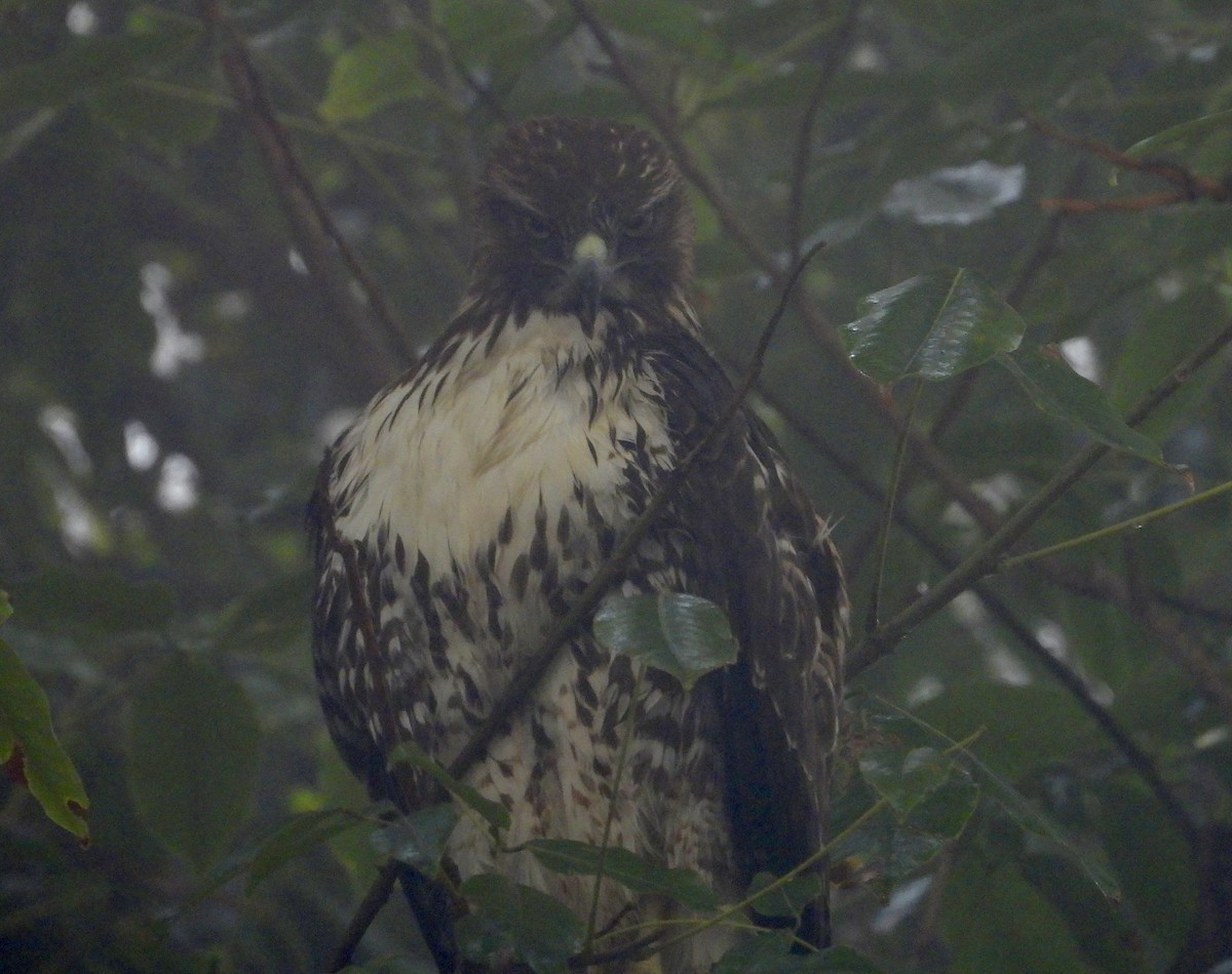 Red-tailed Hawk - ML610842839