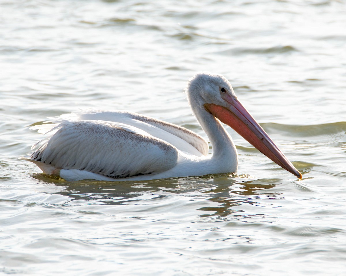 American White Pelican - ML610843019