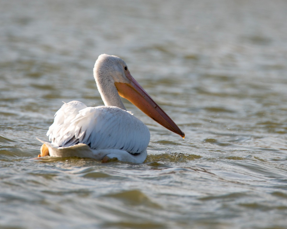 American White Pelican - ML610843020