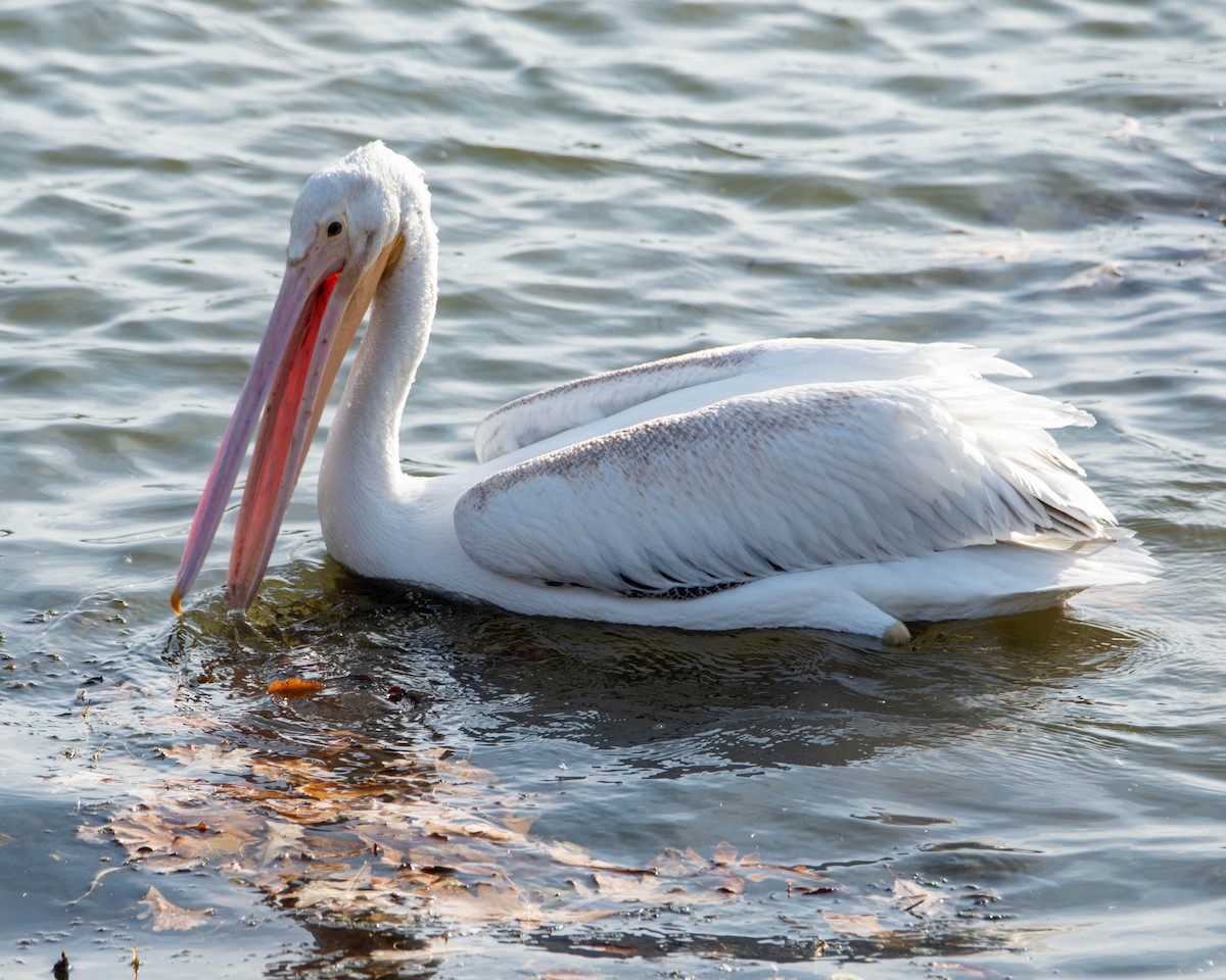 American White Pelican - ML610843026