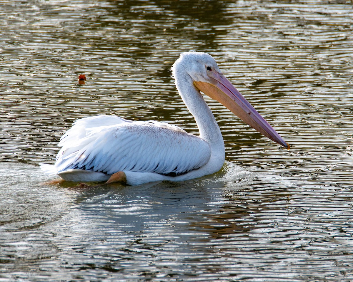 American White Pelican - ML610843027