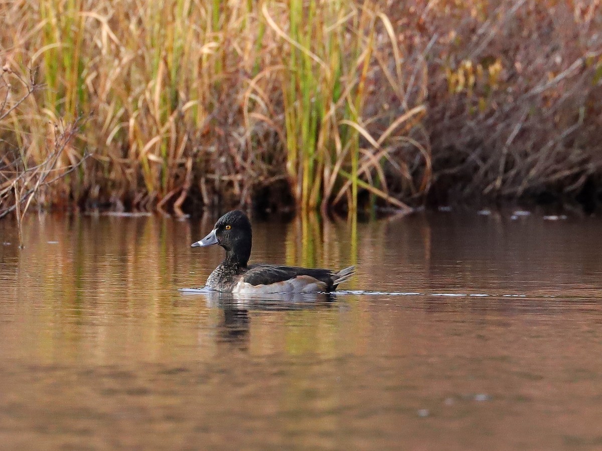 Ring-necked Duck - ML610843183