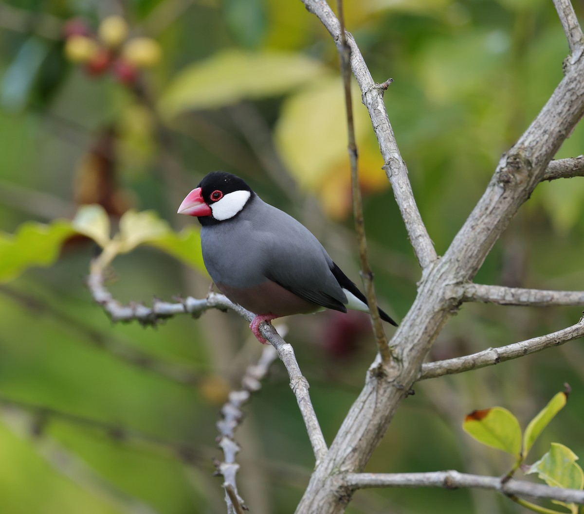 Java Sparrow - Natalie Carusillo