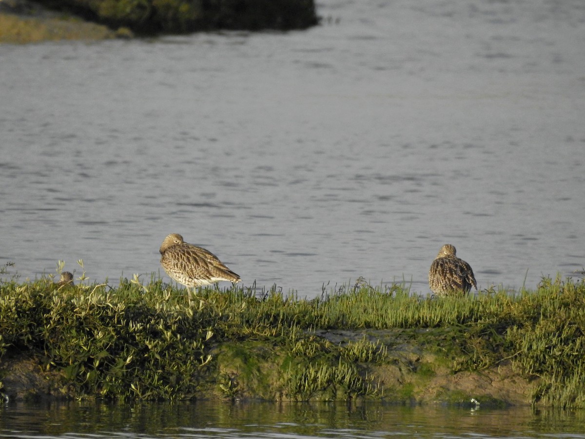 Eurasian Curlew - ML610843274