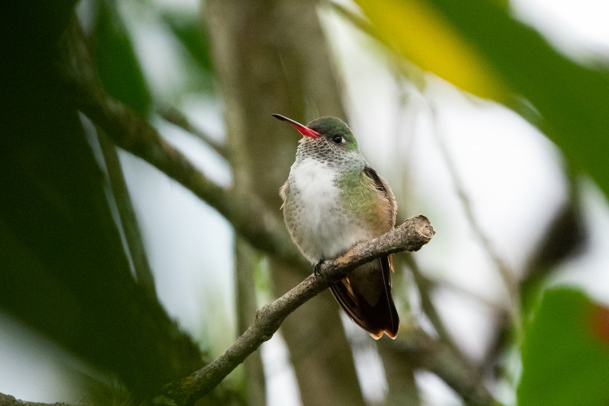 Amazilia Hummingbird - ML610843356