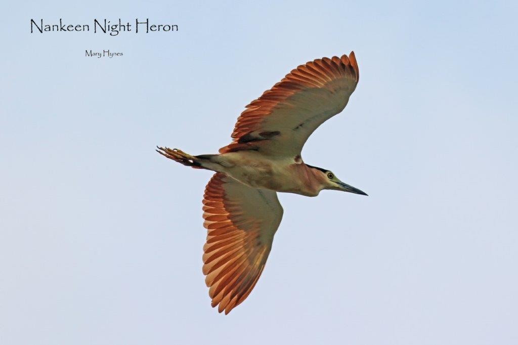 Nankeen Night Heron - ML610843358