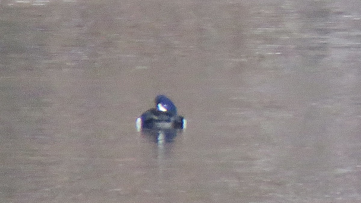 Barrow's Goldeneye - ML610843499