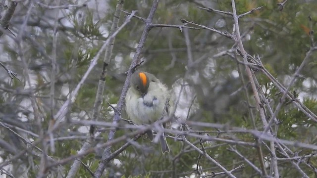 Ruby-crowned Kinglet - ML610843503