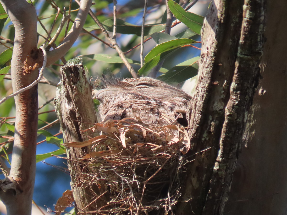 Tawny Frogmouth - Alan Morris