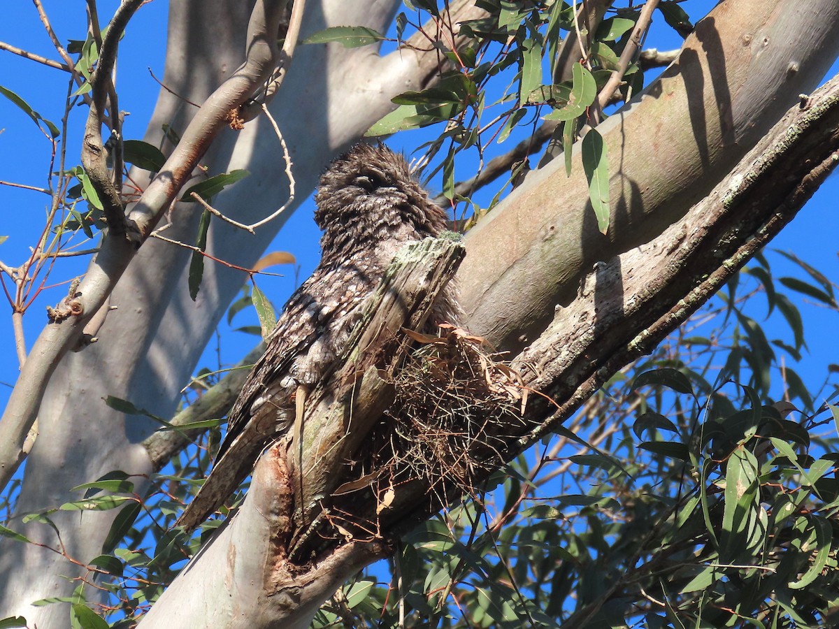 Tawny Frogmouth - Alan Morris